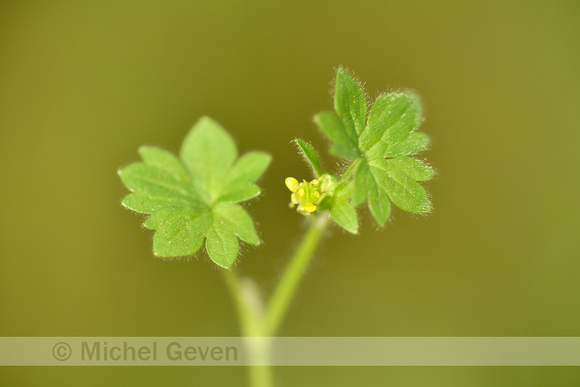 Kleine boterbloem; Small-flowered Buttercup; Ranunculus parviflo