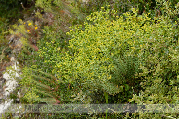 Korenwolfsmelk; Corn Spurge; Euphorbia segetalisÊsubsp.ÊSegetali
