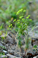 Korenwolfsmelk; Corn Spurge; Euphorbia segetalisÊsubsp.ÊSegetali