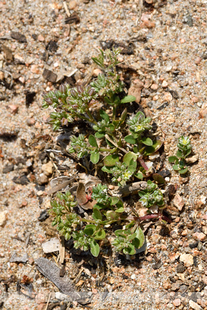 Kransmuur; Four-leaved Allseed; Polycarpon tetraphyllum