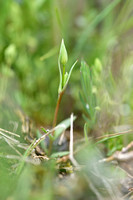 Kruismuur; Upright Chickweed; Moenchia erecta