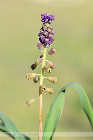 Kuifhyacint; Tassel Grape Hyacinth; Muscari comosum