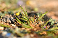Laksteeltje; Sea Fern-grass; Catapodium marinum