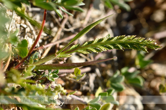 Laksteeltje; Sea Fern-grass; Catapodium marinum