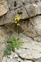 Maasraket; Jeweled Rocket; sisymbrium austriacum subsp. Chrysant