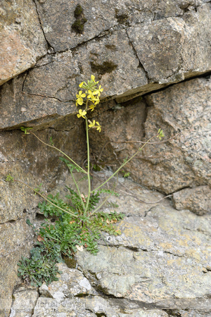Maasraket; Jeweled Rocket; sisymbrium austriacum subsp. Chrysant