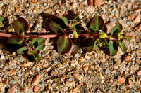 Matted Sandmat; Euphorbia serpens