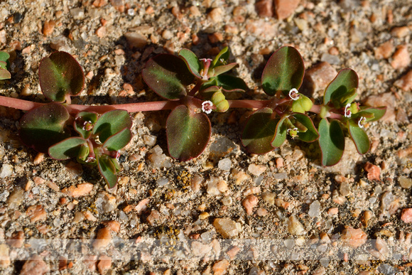 Matted Sandmat; Euphorbia serpens