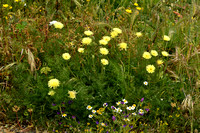 Mediterranean Daisy; Urospermum dalechampii