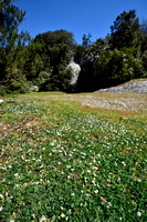 Onderaardse klaver; Subterranean Clover; Trifolium subterraneum