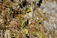 Ophrys lutea subsp. corsica