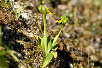 Ophrys lutea subsp. corsica