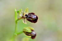 Ophrys morisii x Ophrys speculum