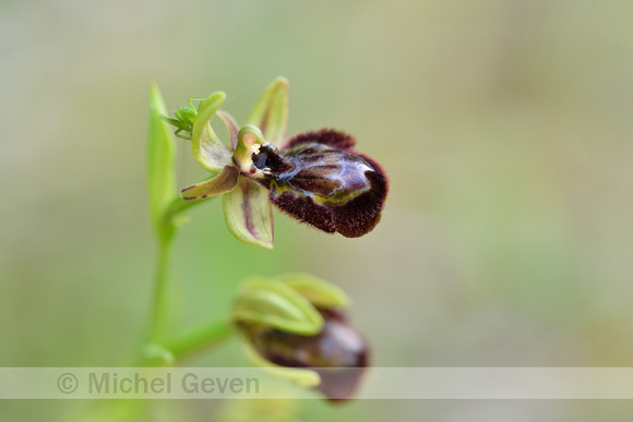 Ophrys morisii x Ophrys speculum