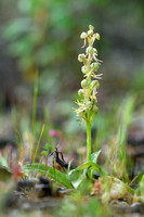 Poppenorchis; Man orchid; Orchis anthropophora