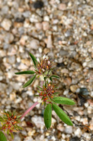 Ruwe klaver; Rough Clover; Trifolium scabrum