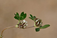 Ruwe klaver; Rough Clover; Trifolium scabrum