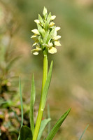 Sardo-Corsicaans Handekenskruid; Dactylorhiza insularis