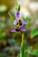 Bijenorchis; Bee orchid; Ophrys apifera