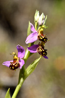 Bijenorchis; Bee orchid; Ophrys apifera
