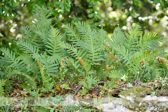 Southern Polypody; Polypodium cambricum