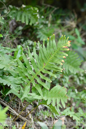 Southern Polypody; Polypodium cambricum