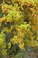 Steeneik; Evergreen Oak; Quercus ilex