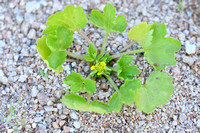Stekelvruchtige boterbloem; Rough-fruited Buttercup; Ranunculus