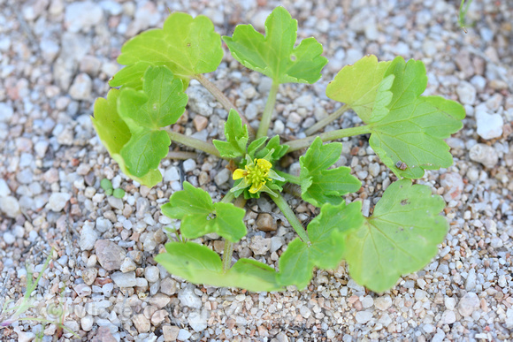 Stekelvruchtige boterbloem; Rough-fruited Buttercup; Ranunculus