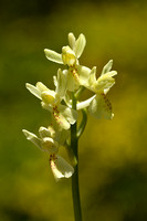 Stippelorchis; Provence Orchid; Orchis provincialis