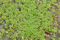 Stomphoekig Sterrenkroos; Blunt-fruited Water-starwort; Callitri