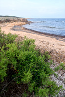 Strandbiet; Sea Beet;  Beta vulgaris subsp. maritima