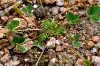 Suffocated Clover; Trifolium suffocatum