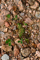 Suffocated Clover; Trifolium suffocatum