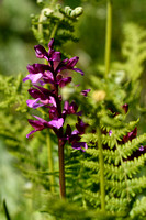 Vlinderorchis; Butterfly Orchid; Anacamptis papilionacea