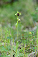 Weidehommelophrys; Orphrys bombyliflora