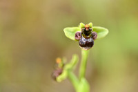 Weidehommelophrys; Orphrys bombyliflora