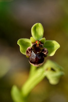 Weidehommelophrys - Ophrys bombyliflora