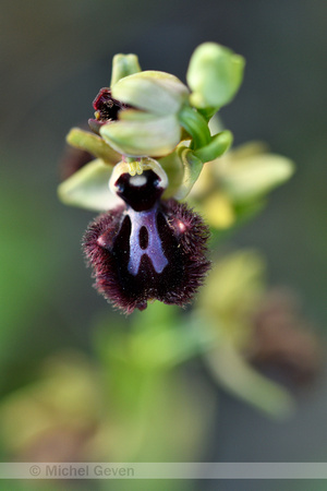 Zwarte spinnenophrys; Ophrys incubacea