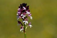 Aangebrande orchis; Burnt orchid; Neotinea ustulata