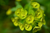 Amandelwolfsmelk; Wood spurge; Euphorbia amydaloides