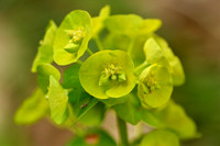 Amandelwolfsmelk; Wood spurge; Euphorbia amydaloides
