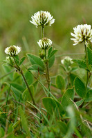 Bergklaver; Mountain clover; Trifolium montanum