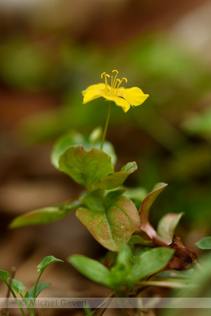 Boswederik; Yellow Pimpernel; Lysimachia nemorum