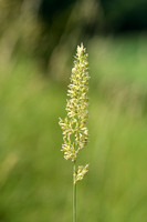 Breed fakkelgras;Crested hair-grass; Koeleria pyramidata