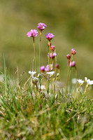 Engels gras; Thrift; Armeria maritima subsp. Halleri