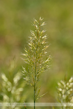 Goudhaver; Yellow Oat-grass; Trisetum flavescens