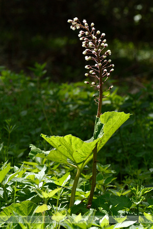 Groot hoefblad; Butterbur; Petasites hybridus