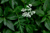 Grote Bevernel; Greater Burnet-saxifrage; Pimpinella major