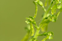 Grote keverorchis; Common Twayblade; Neottia ovata